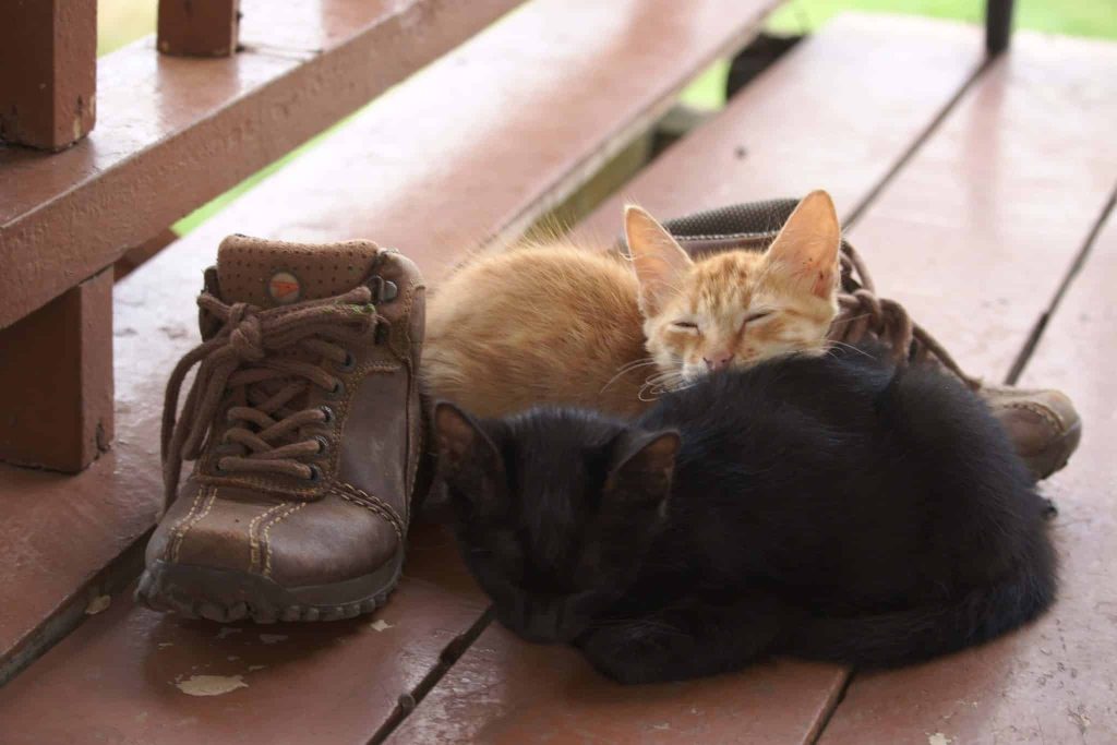 Cuci Sepatu Terdekat - shoeporter